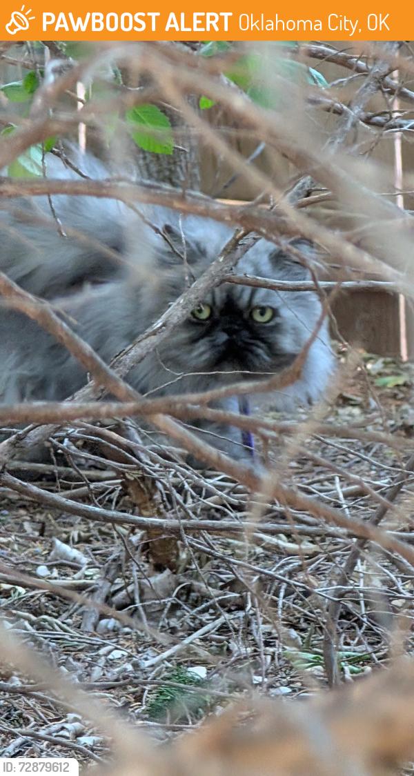 Found/Stray Unknown Cat last seen SW 109th near Mustang road, Oklahoma City, OK 73064