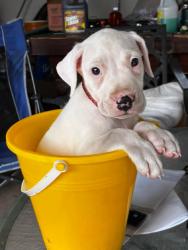 Lost Male Dog last seen Southbrook/Ryals, Zephyrhills, FL 33541