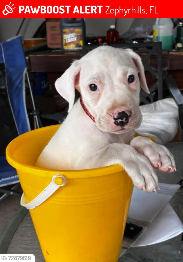 Lost Male Dog last seen Southbrook/Ryals, Zephyrhills, FL 33541