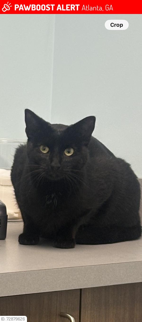 Lost Female Cat last seen hilburn dr. , Atlanta, GA 30316