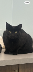 Lost Female Cat last seen hilburn dr. , Atlanta, GA 30316