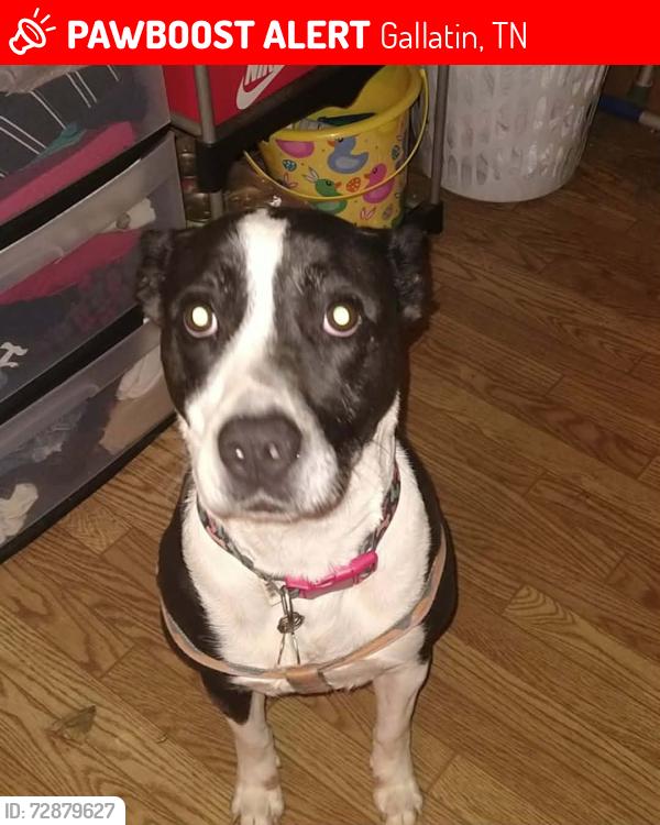Lost Female Dog last seen South water , Gallatin, TN 37066