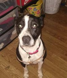 Lost Female Dog last seen South water , Gallatin, TN 37066
