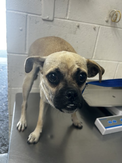 Shelter Stray Female Dog last seen , San Bernardino, CA 92401