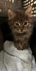 Shelter Stray Female Cat last seen , Los Angeles, CA 91405