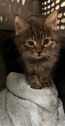 Shelter Stray Female Cat last seen , Los Angeles, CA 91405