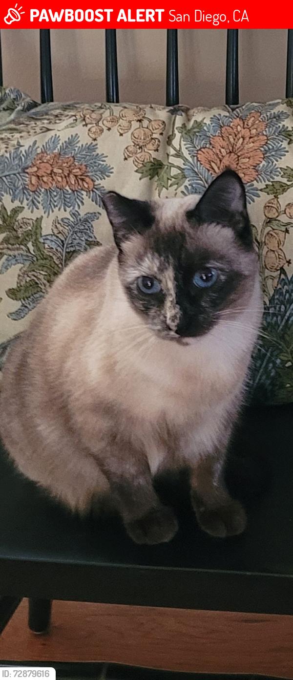 Lost Female Cat last seen Armacost Rd, San Diego, San Diego, CA 92114
