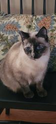 Lost Female Cat last seen Armacost Rd, San Diego, San Diego, CA 92114