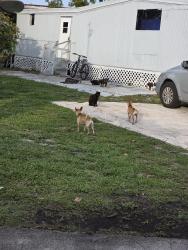 Found/Stray Unknown Dog last seen Ferne Lane, Greenacres, inside Briarwood mobile  park, Greenacres, FL 33467