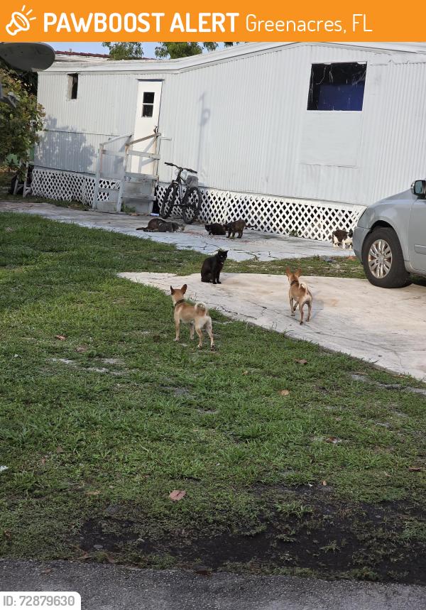 Found/Stray Unknown Dog last seen Ferne Lane, Greenacres, inside Briarwood mobile  park, Greenacres, FL 33467
