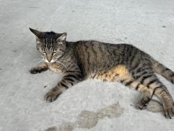 Found/Stray Female Cat last seen Dale/ Ball, Anaheim, CA 92804