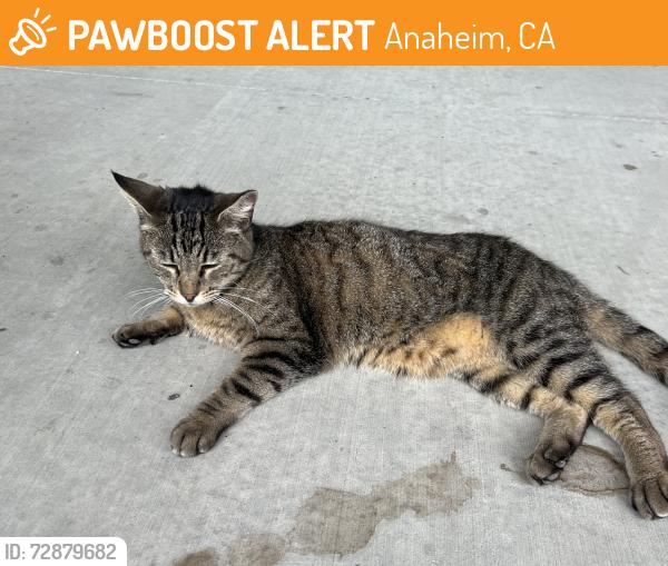 Found/Stray Female Cat last seen Dale/ Ball, Anaheim, CA 92804