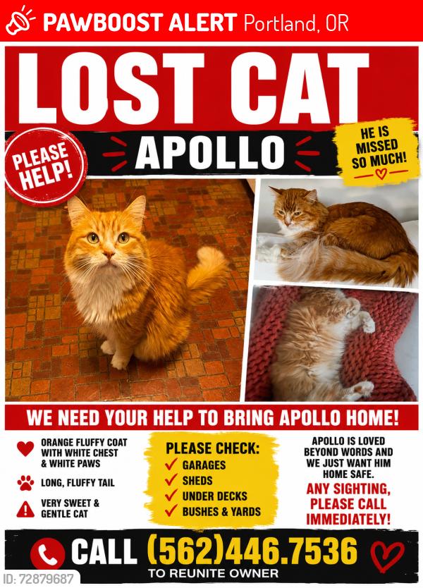 Lost Male Cat last seen Southwest Brier Pl & Southwest Custer St, Portland, OR 97219