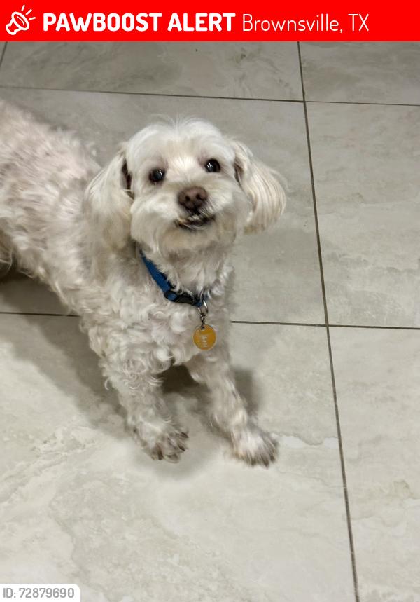 Lost Male Dog last seen Vermillion Rd and Bonham Rd , Brownsville, TX 78521