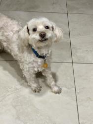 Lost Male Dog last seen Vermillion Rd and Bonham Rd , Brownsville, TX 78521