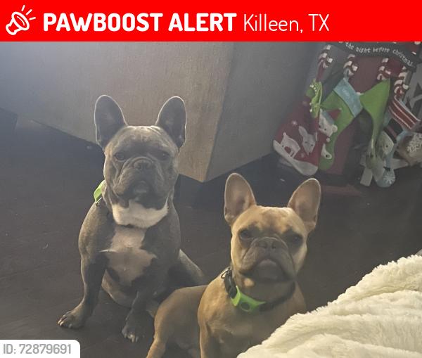 Lost Unknown Dog last seen Tidal wave, Killeen, TX 76549