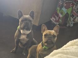 Lost Unknown Dog last seen Tidal wave, Killeen, TX 76549