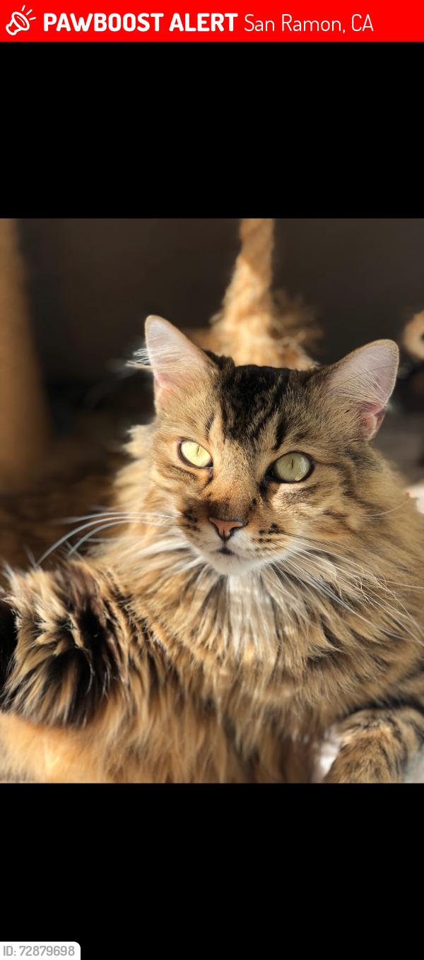Lost Male Cat last seen apmt complex , San Ramon, CA 94582
