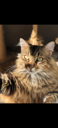 Lost Male Cat last seen apmt complex , San Ramon, CA 94582