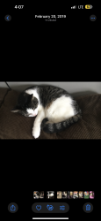 Lost Male Cat last seen Sandbank road , Freedom, NY 14065