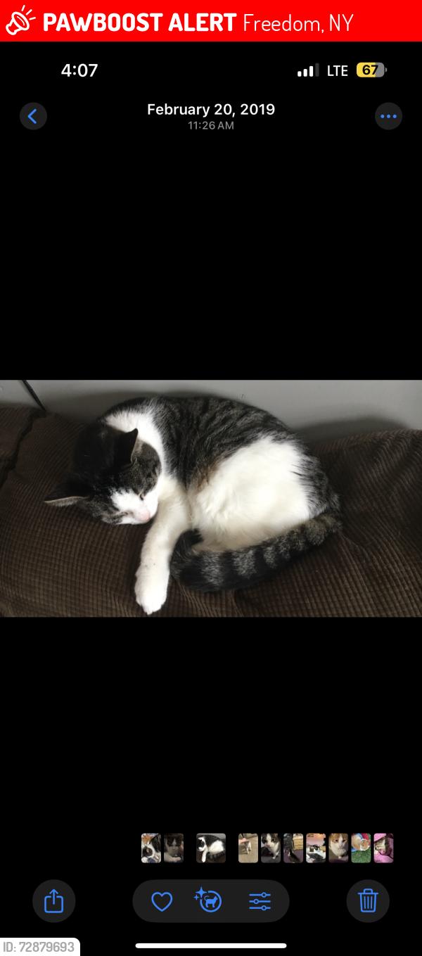 Lost Male Cat last seen Sandbank road , Freedom, NY 14065