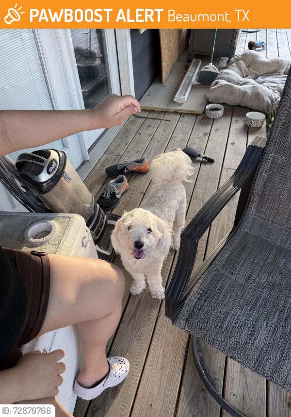 Found/Stray Male Dog last seen Caldwood elementary , Beaumont, TX 77707