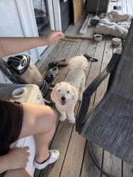 Found/Stray Male Dog last seen Caldwood elementary , Beaumont, TX 77707