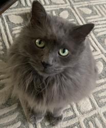 Lost Male Cat last seen Oakland Ave and 71st Street, Indianapolis, IN 46240, Indianapolis, IN 46240