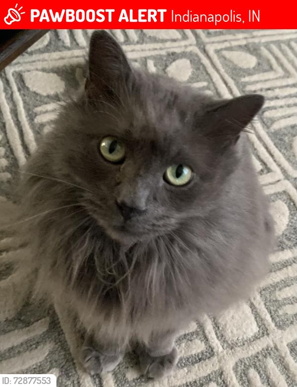 Lost Male Cat last seen Oakland Ave and 71st Street, Indianapolis, IN 46240, Indianapolis, IN 46240
