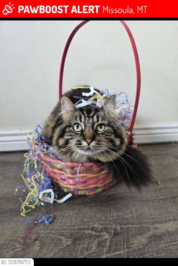 Lost Female Cat last seen Mullan, by the field and cemetery , Missoula, MT 59808