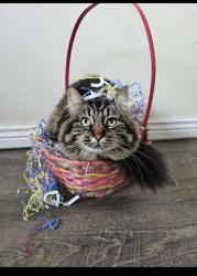 Lost Female Cat last seen Mullan, by the field and cemetery , Missoula, MT 59808
