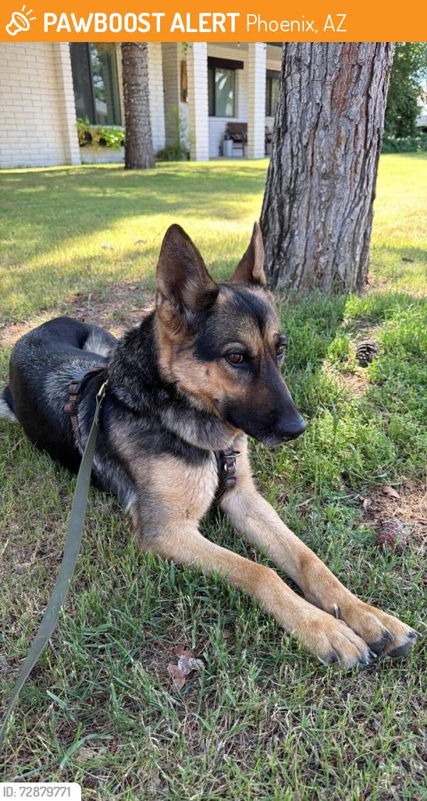 Found/Stray Female Dog last seen 15th Ave and butler , Phoenix, AZ 85021