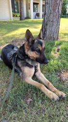 Found/Stray Female Dog last seen 15th Ave and butler , Phoenix, AZ 85021