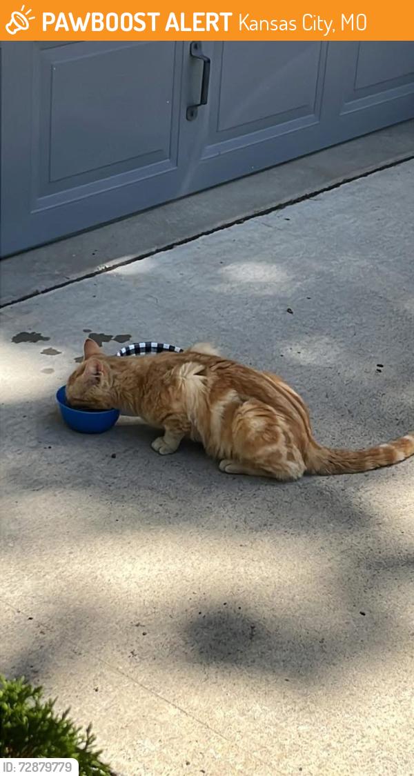 Found/Stray Male Cat last seen 75th st , Kansas City, MO 64133