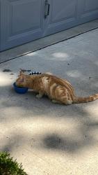Found/Stray Male Cat last seen 75th st , Kansas City, MO 64133