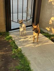 Lost Female Dog last seen Tyrone and Parthenia , Los Angeles, CA 91402