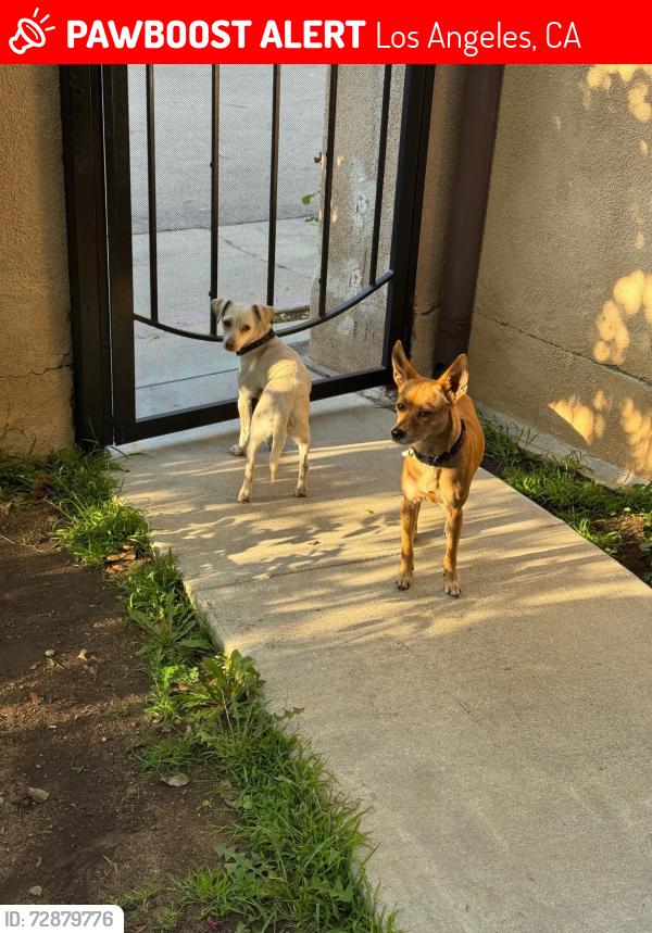 Lost Female Dog last seen Tyrone and Parthenia , Los Angeles, CA 91402