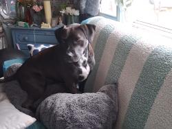 Lost Male Dog last seen Greenbay rd. And Hopkins rdl, Richmond, VA 23234