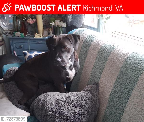 Lost Male Dog last seen Greenbay rd. And Hopkins rdl, Richmond, VA 23234