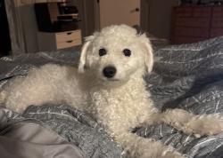 Lost Female Dog last seen Maxwell rd , Nashville, TN 37013