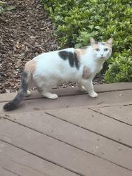 Found/Stray Unknown Cat last seen Goshen Elementary, Gaithersburg, MD 20882