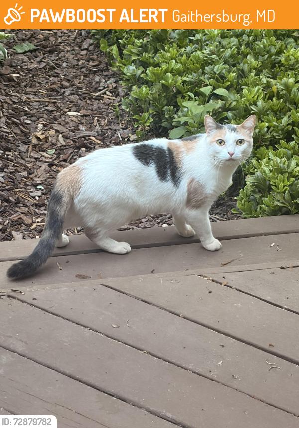 Found/Stray Unknown Cat last seen Goshen Elementary, Gaithersburg, MD 20882