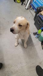 Found/Stray Male Dog last seen Dana Ave , Brownsville, TX 78526