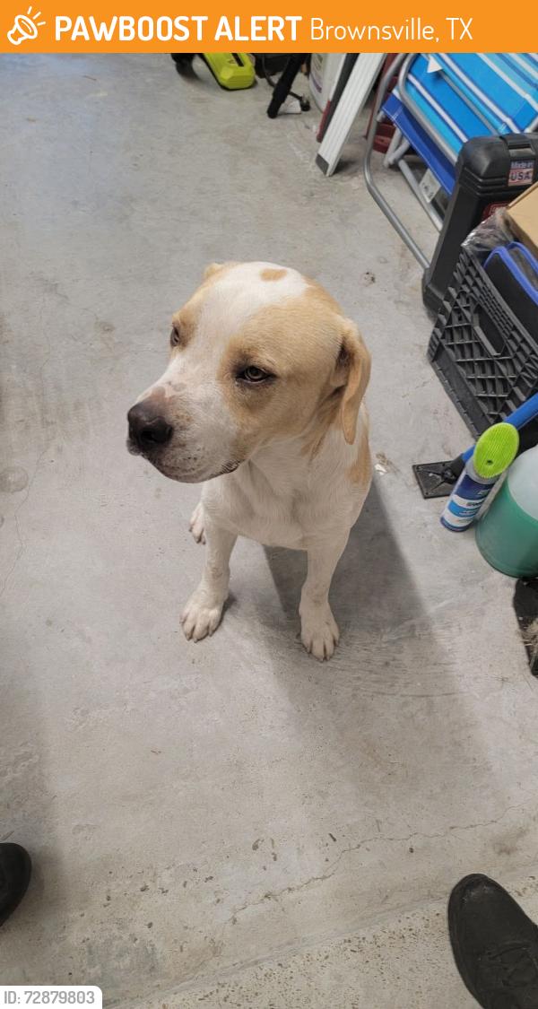 Found/Stray Male Dog last seen Dana Ave , Brownsville, TX 78526