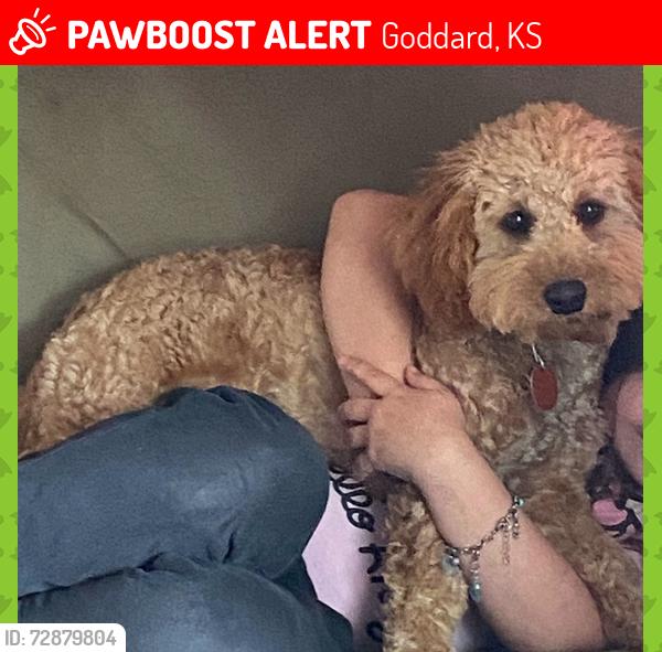 Lost Male Dog last seen Seasons neighborhood by frontage road. , Goddard, KS 67052