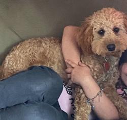 Lost Male Dog last seen Seasons neighborhood by frontage road. , Goddard, KS 67052