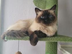 Lost Female Cat last seen E 65th St., Oak St., McGee St., Kansas City, MO 64110