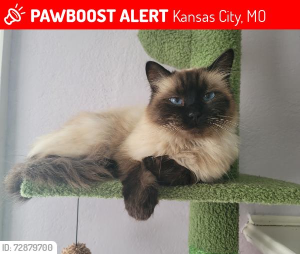 Lost Female Cat last seen E 65th St., Oak St., McGee St., Kansas City, MO 64110