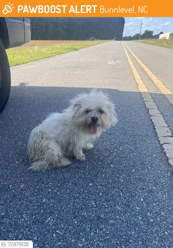 Found/Stray Unknown Dog last seen Covington Road and Bunnlevel-Erwin Rd, Bunnlevel, NC 28323