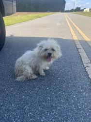 Found/Stray Unknown Dog last seen Covington Road and Bunnlevel-Erwin Rd, Bunnlevel, NC 28323